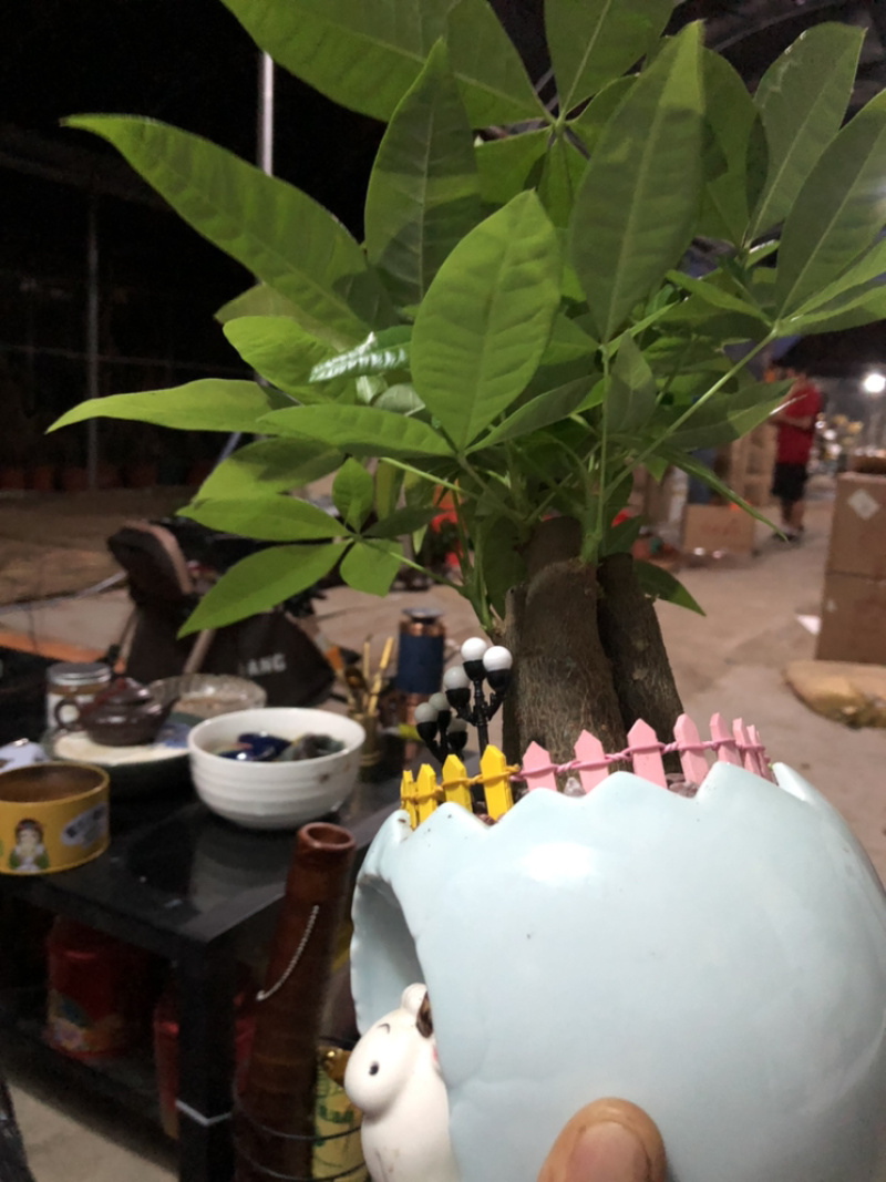 小牛三杆组合发财树，特级，好好先生园艺供应