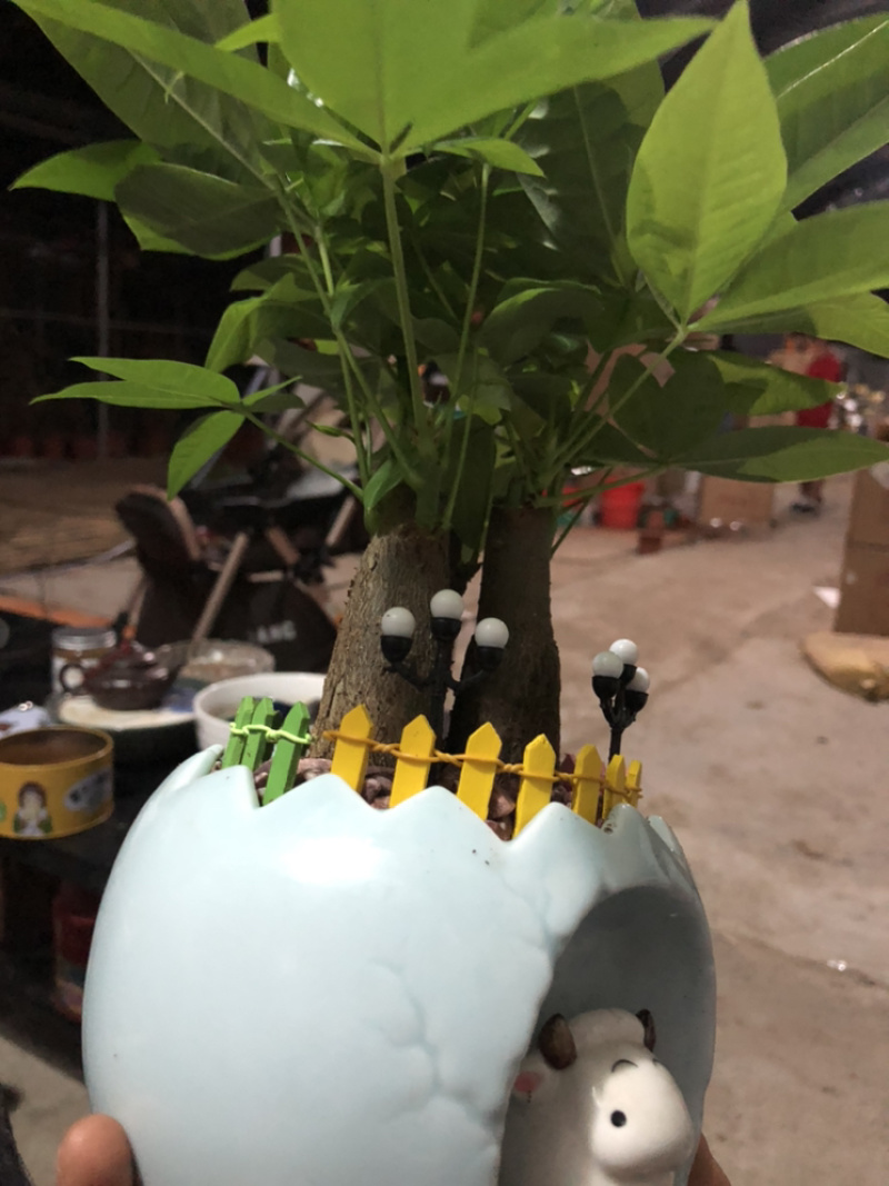 小牛三杆组合发财树，特级，好好先生园艺供应