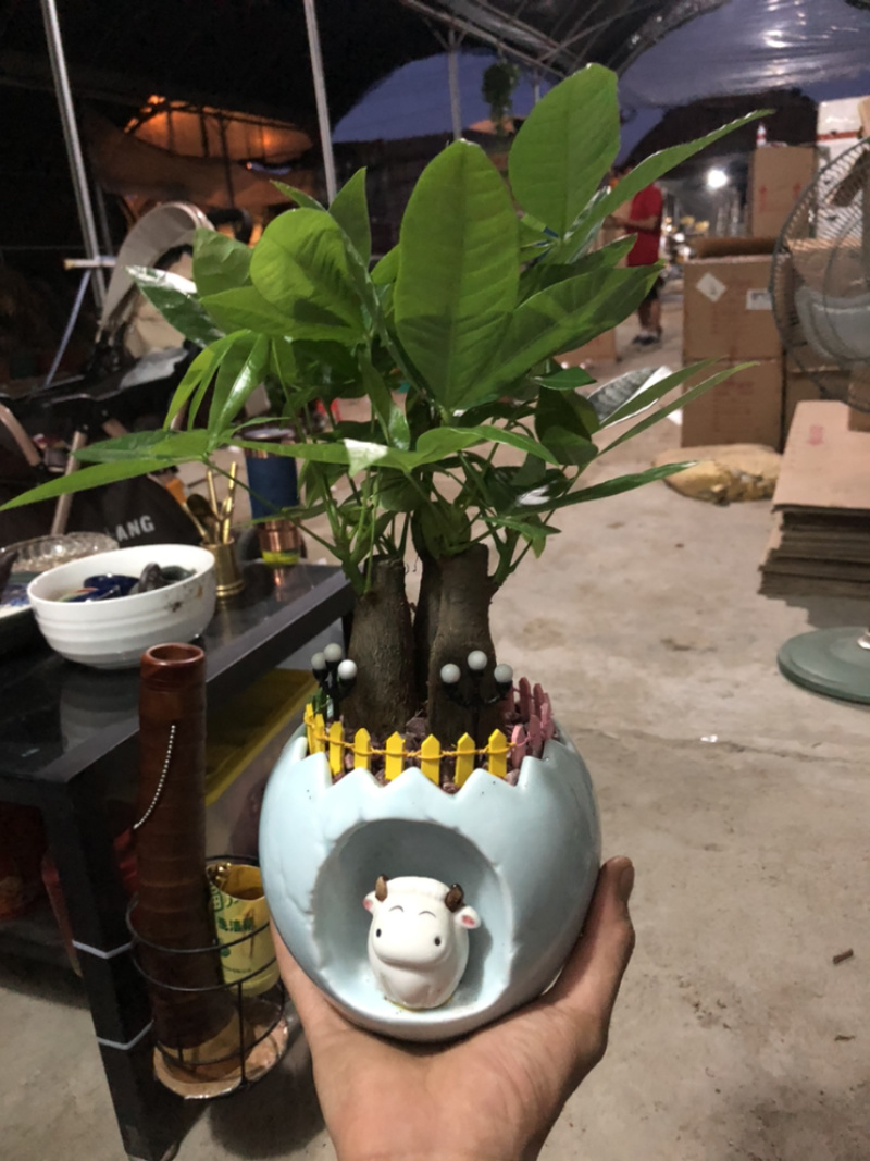 小牛三杆组合发财树，特级，好好先生园艺供应