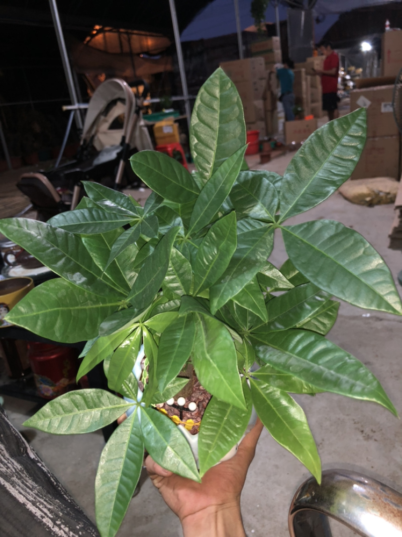 小牛三杆组合发财树，特级，好好先生园艺供应