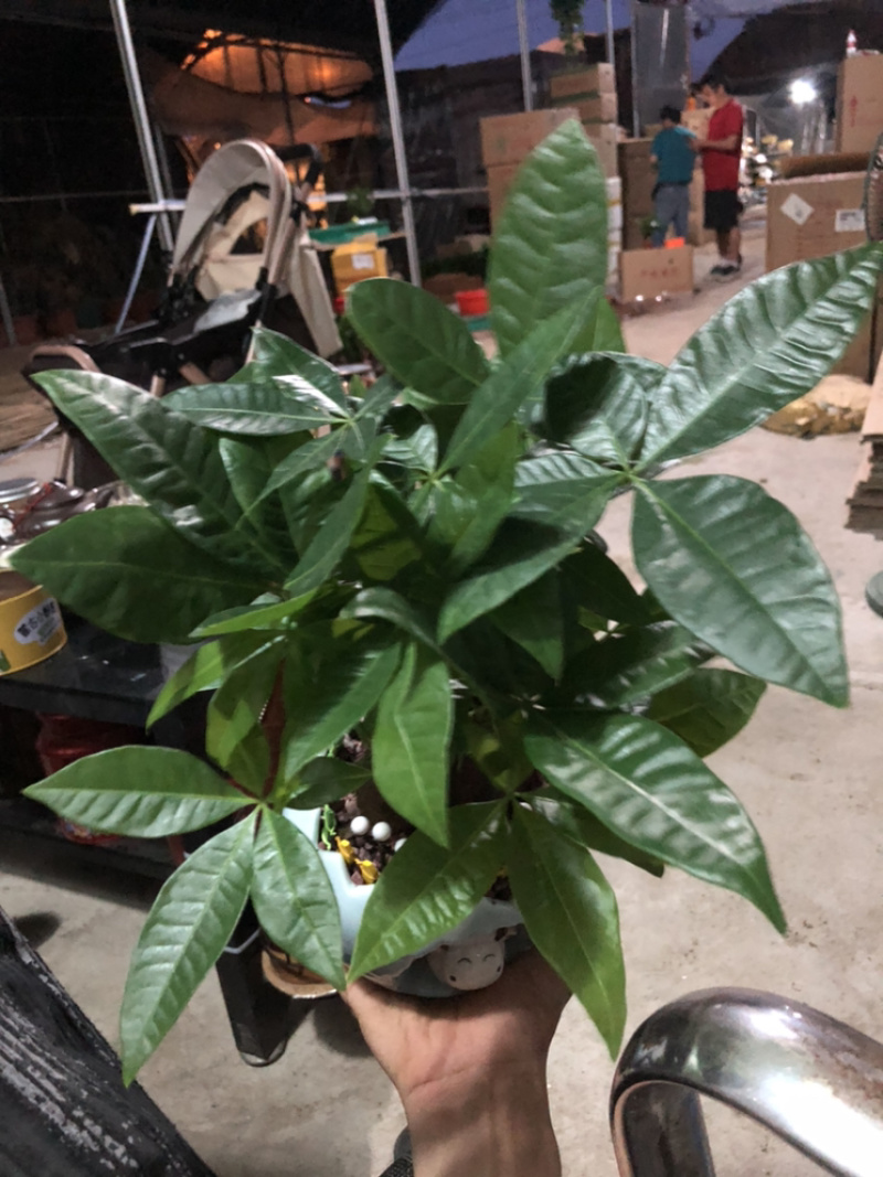 小牛三杆组合发财树，特级，好好先生园艺供应