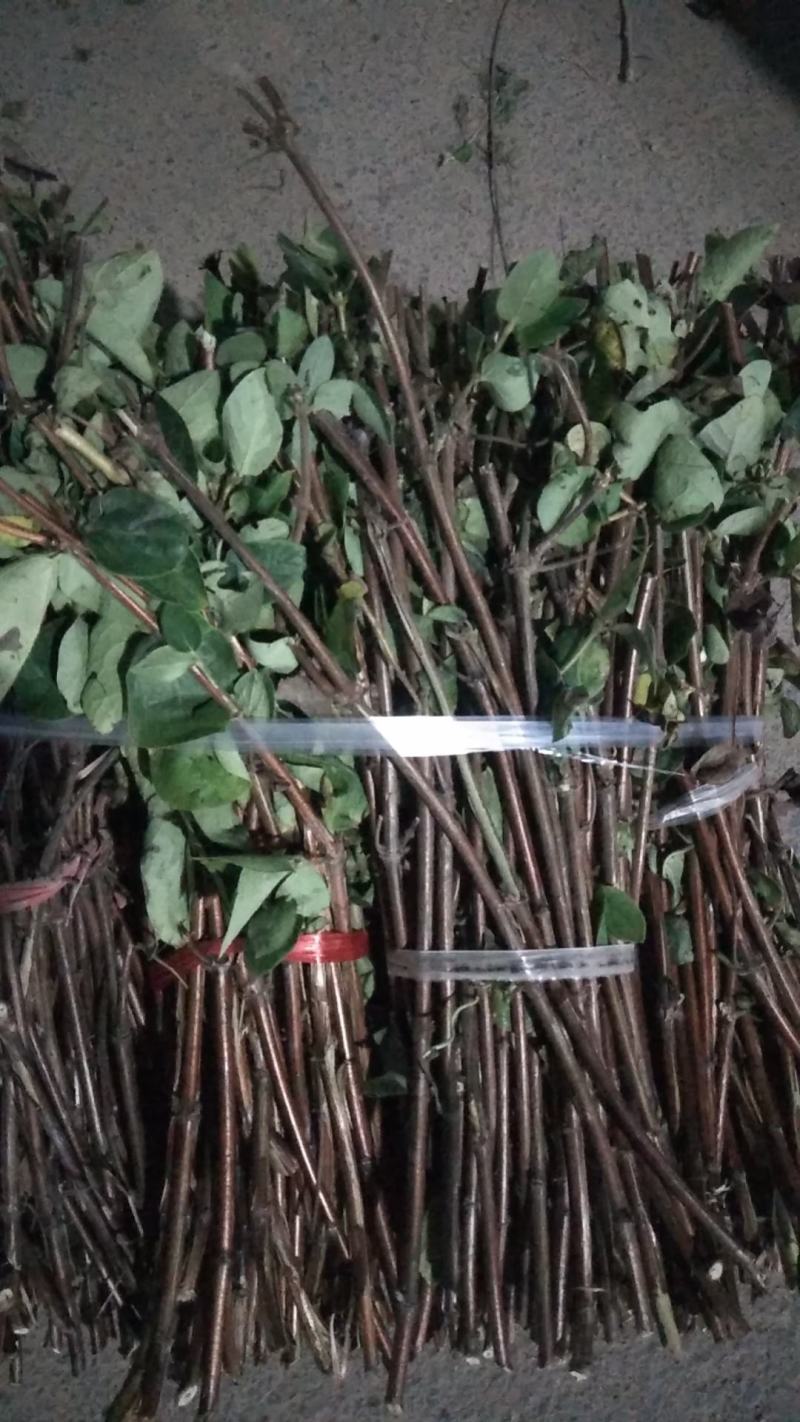 大量供应四季金银花枝条