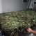 大量供应四季金银花枝条