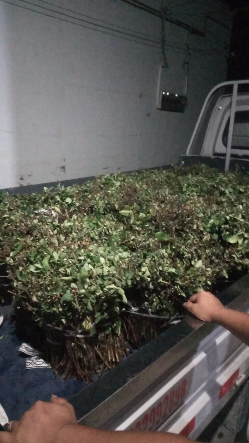 大量供应四季金银花枝条
