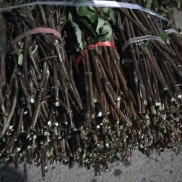 大量供应四季金银花枝条