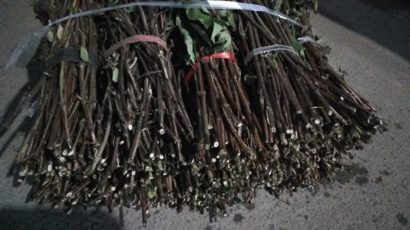 大量供应四季金银花枝条