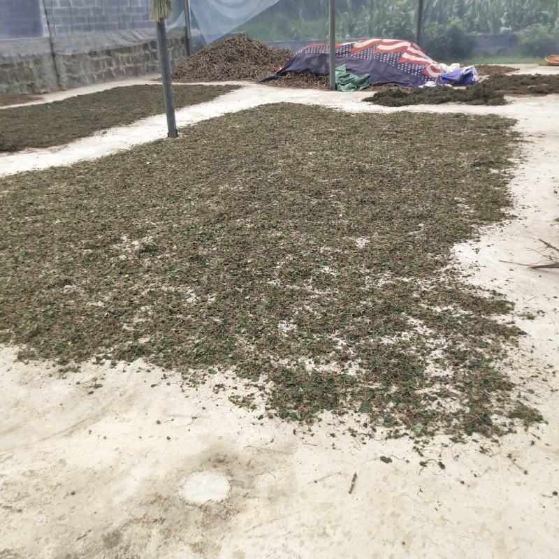 野生小叶青天葵半边脸水洗自然晒干500克包邮吧
