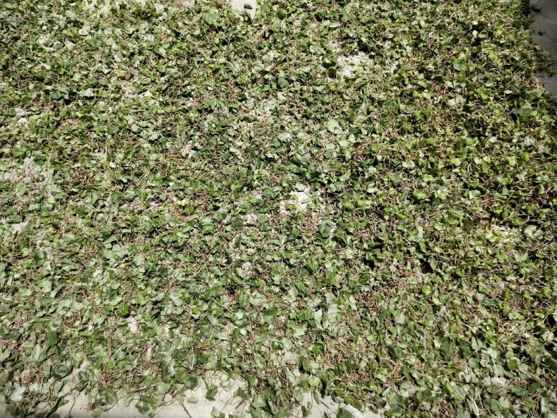 野生小叶青天葵半边脸水洗自然晒干500克包邮吧