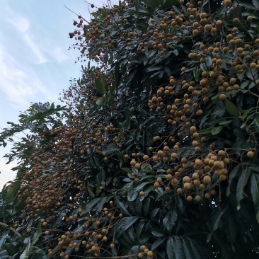 精品桂圆，泸州桂圆。口感很不错