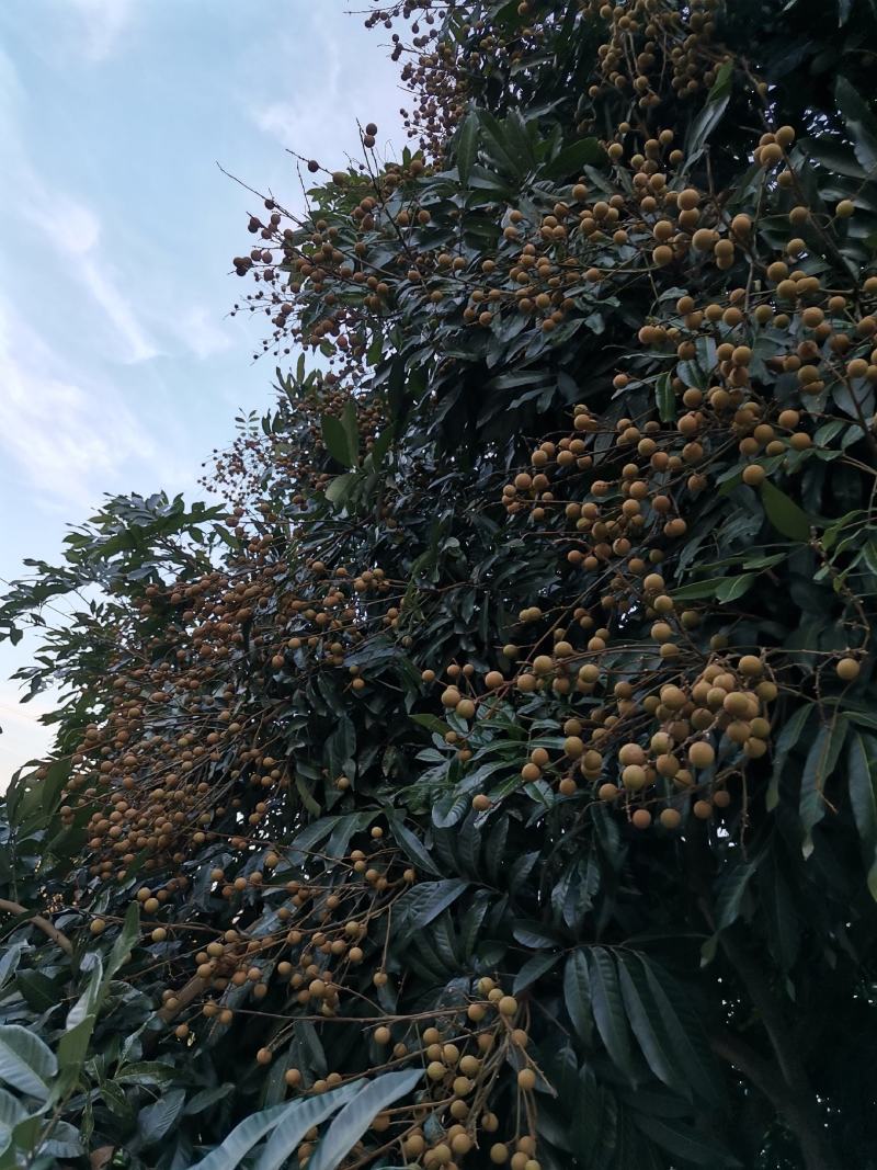 精品桂圆，泸州桂圆。口感很不错