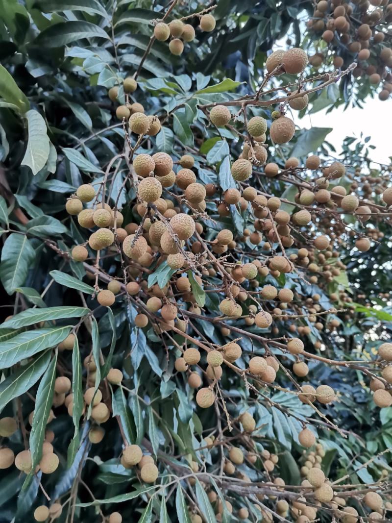 精品桂圆，泸州桂圆。口感很不错