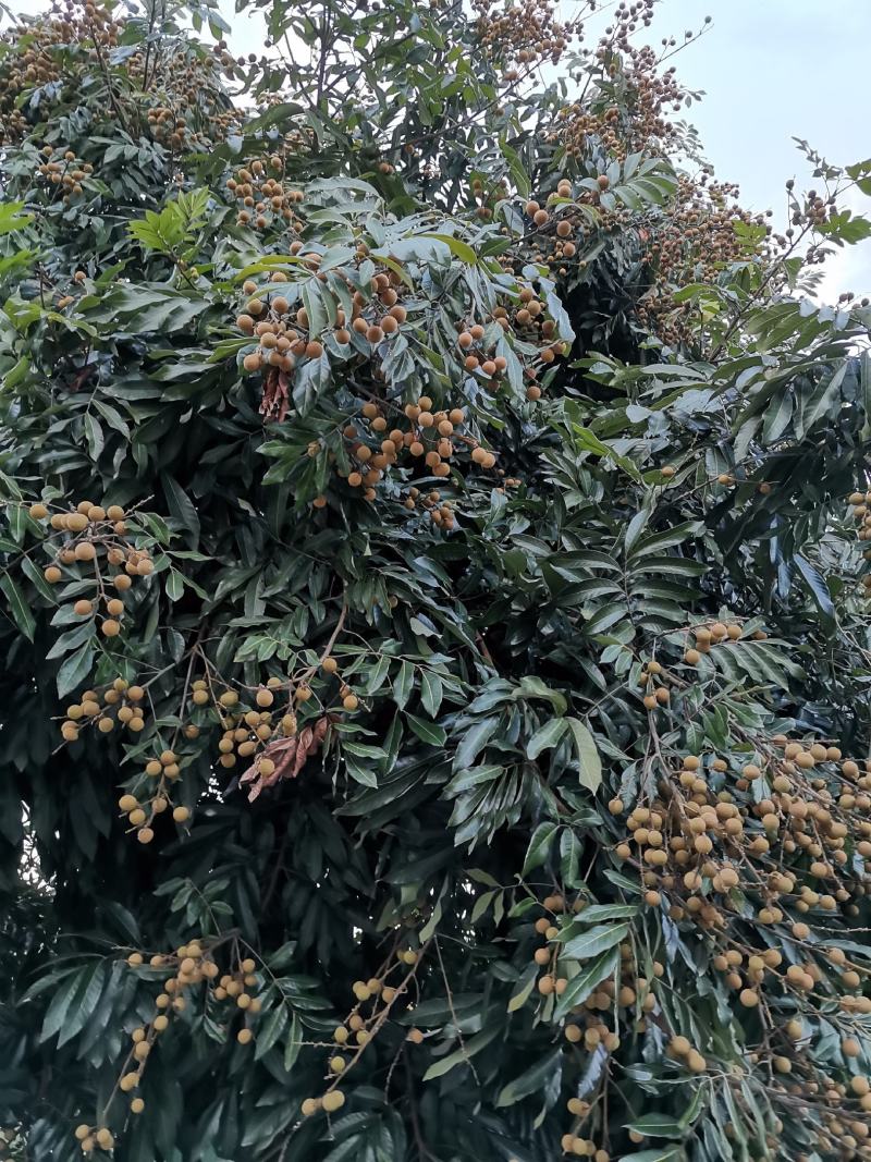 精品桂圆，泸州桂圆。口感很不错