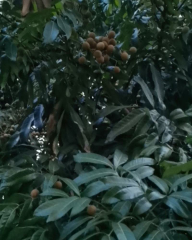 精品桂圆，泸州桂圆。口感很不错