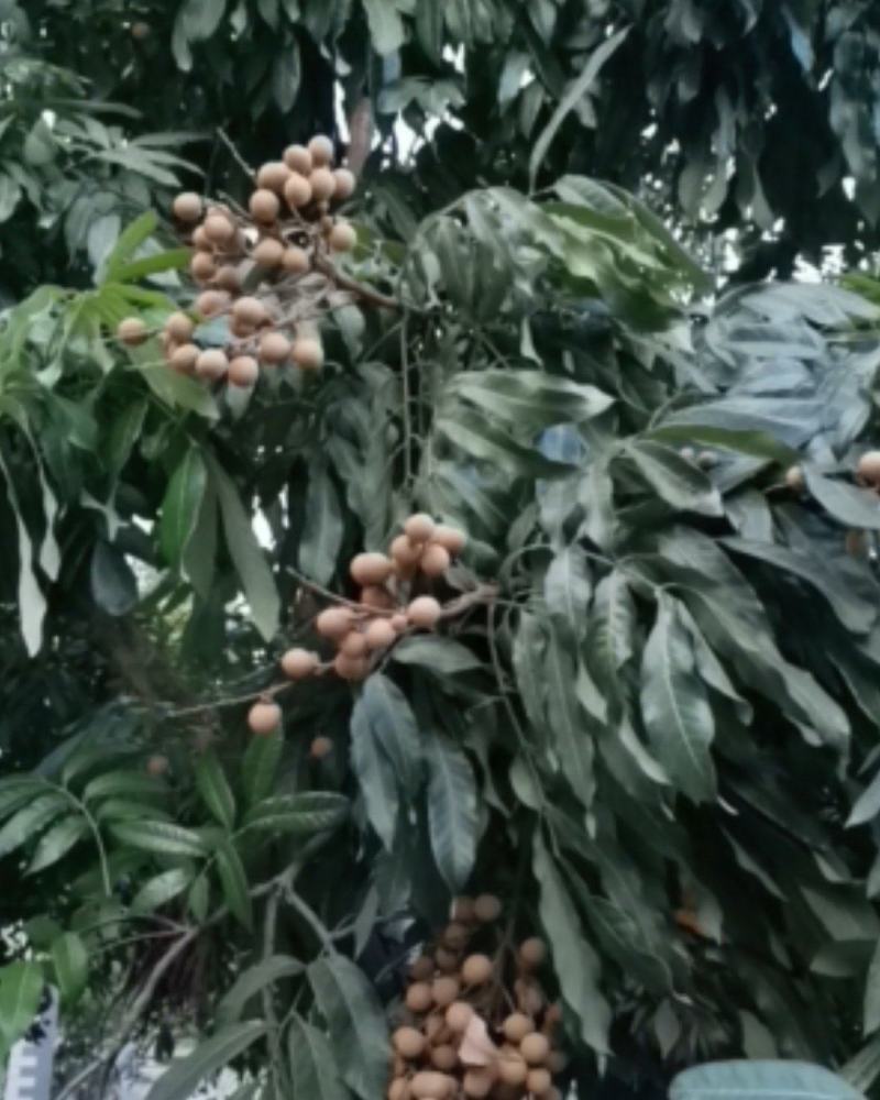 精品桂圆，泸州桂圆。口感很不错
