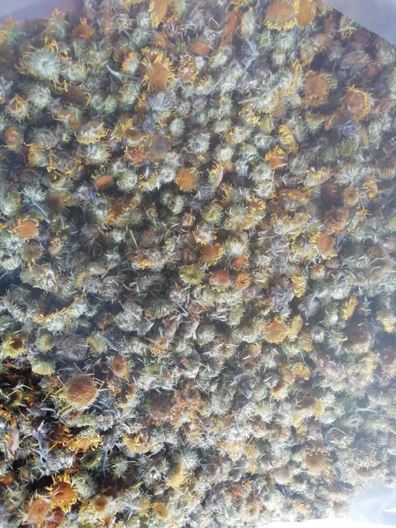旋覆花六月菊中药材花类，产地直销