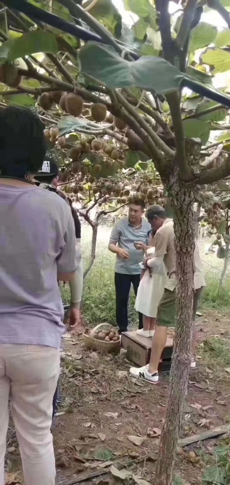眉县徐香猕猴桃，因为有你，所以更好