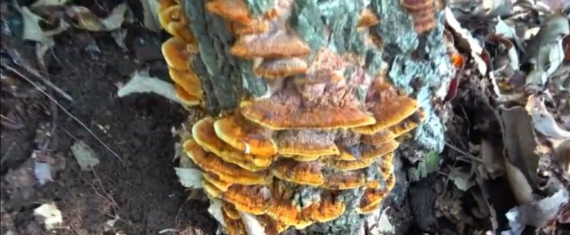 森林里的土菌，炖汤的好材料但是活菌子不能吃哦