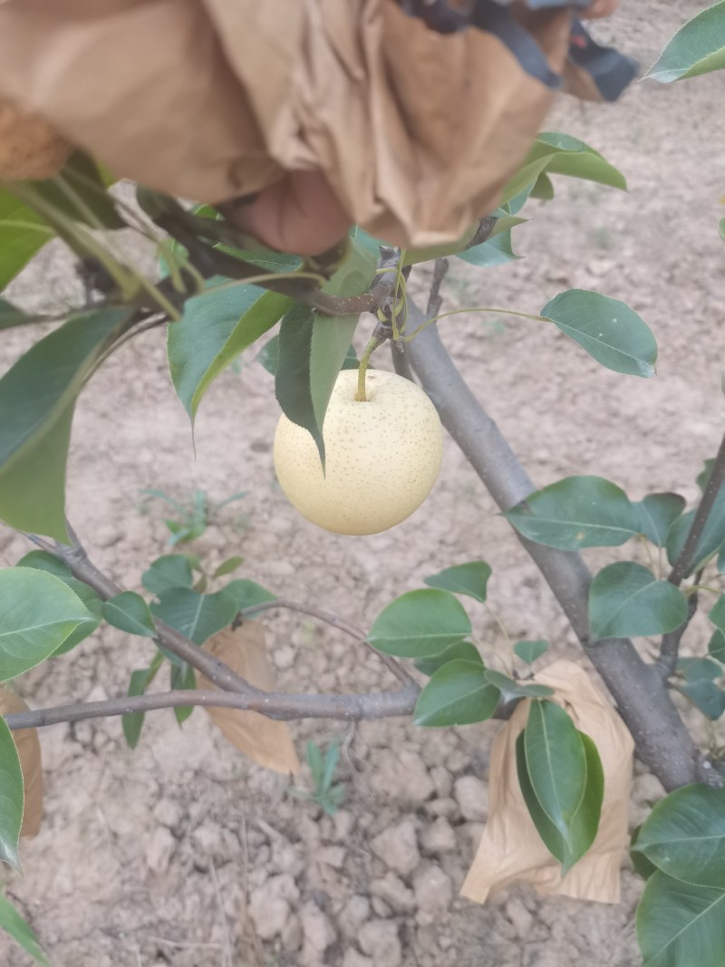 陕西渭南/蒲城优质皇冠梨/脆甜多汁/大量上市