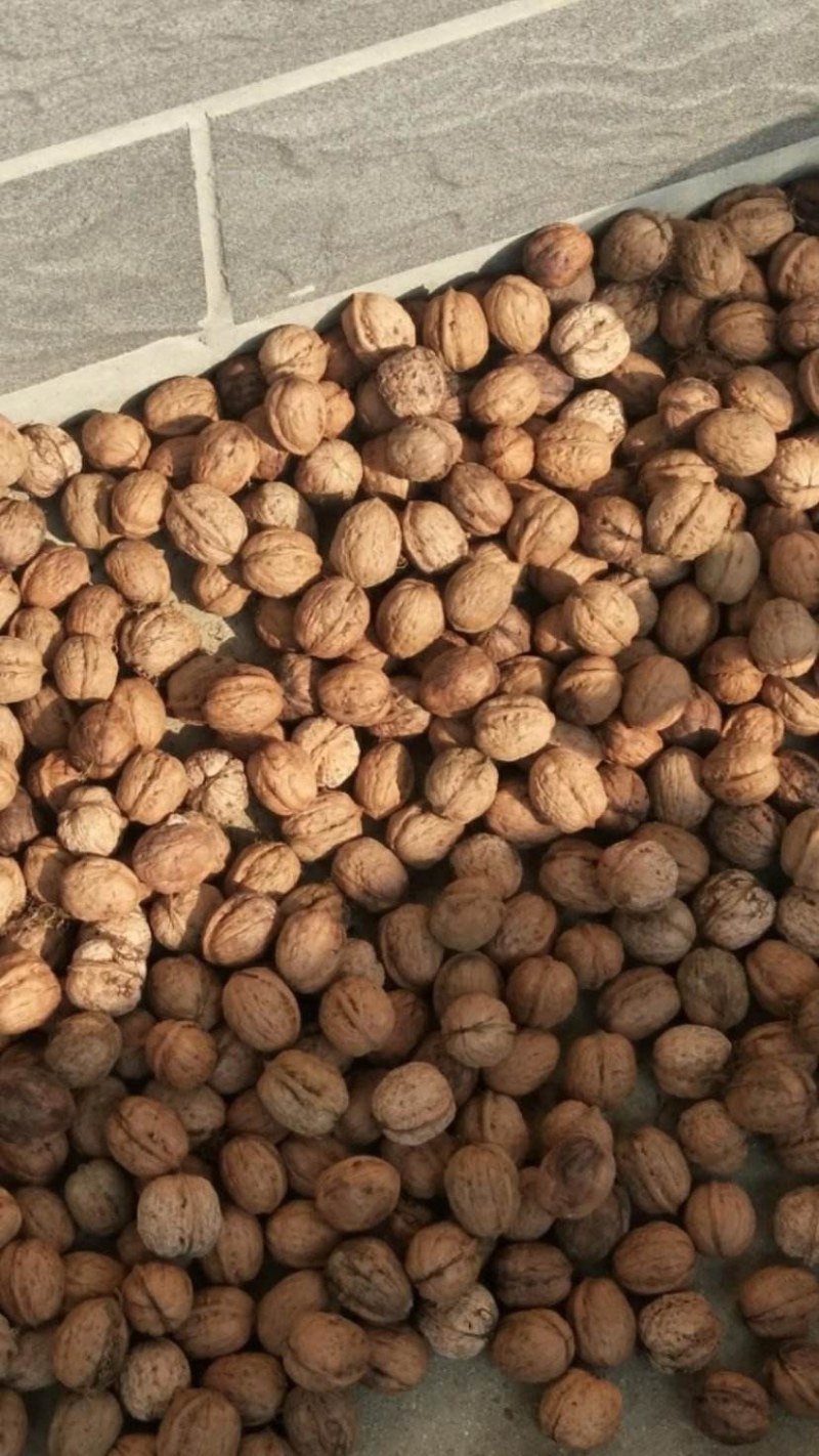 核桃薄皮核桃新鲜核桃贵州本地核桃坚果