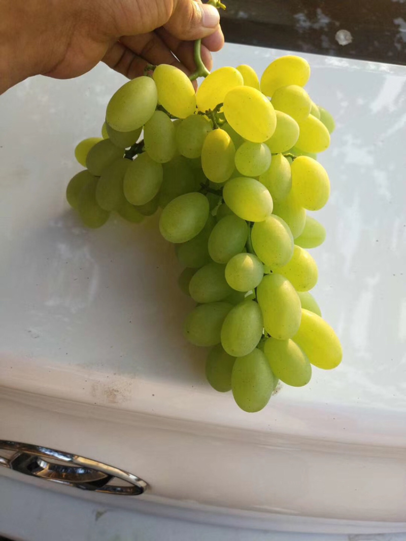 维多利亚精品葡萄上市欢迎采购
