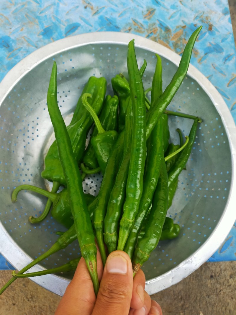 辣椒青椒线椒海椒菜椒长辣椒魔鬼辣线椒二斤条
