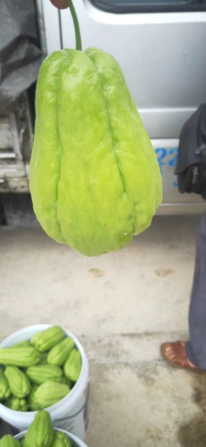 新鲜佛手瓜原产地发货