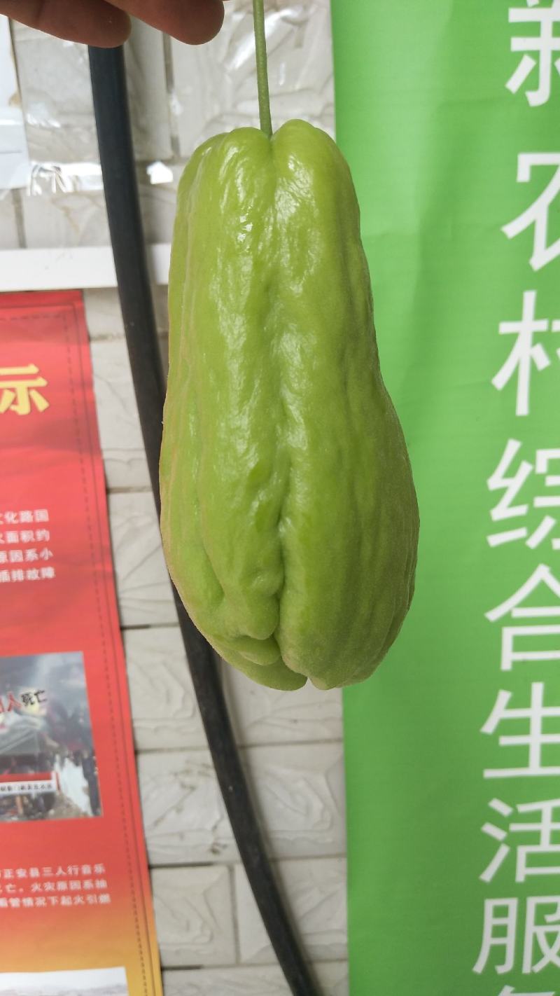 新鲜佛手瓜原产地发货