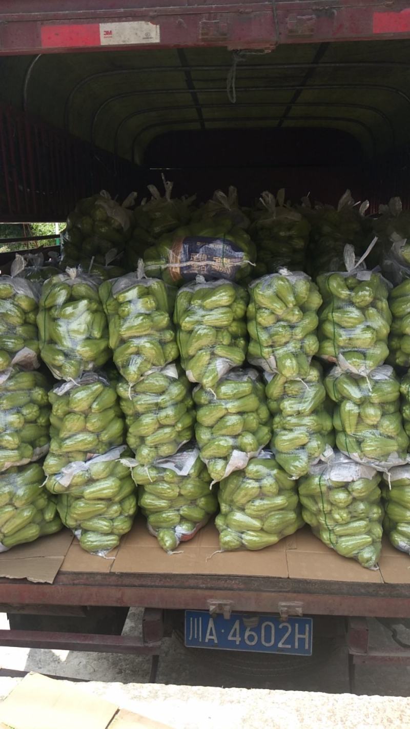 新鲜佛手瓜原产地发货