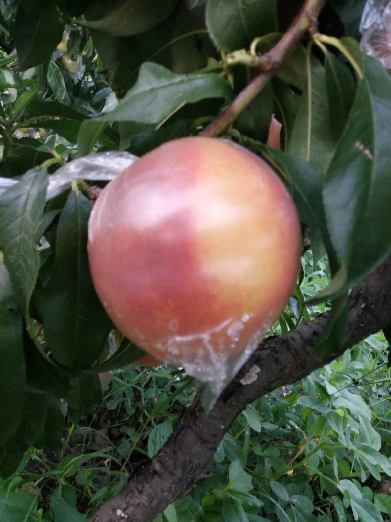 蒙山沂水优质晚黄金桃自家种植