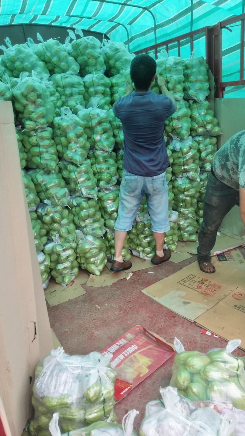 新鲜佛手瓜原产地发货