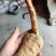 新鲜乌红杂交天麻人工种植统货天麻品质上乘