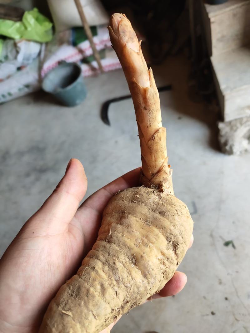 新鲜乌红杂交天麻人工种植统货天麻品质上乘