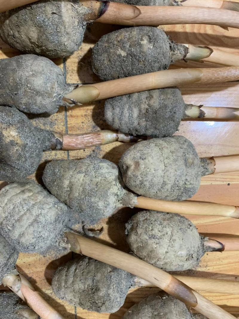 新鲜乌红杂交天麻人工种植统货天麻品质上乘