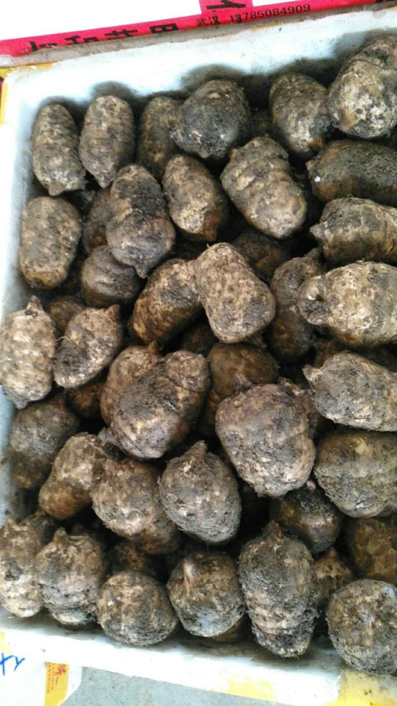 新鲜乌红杂交天麻人工种植统货天麻品质上乘