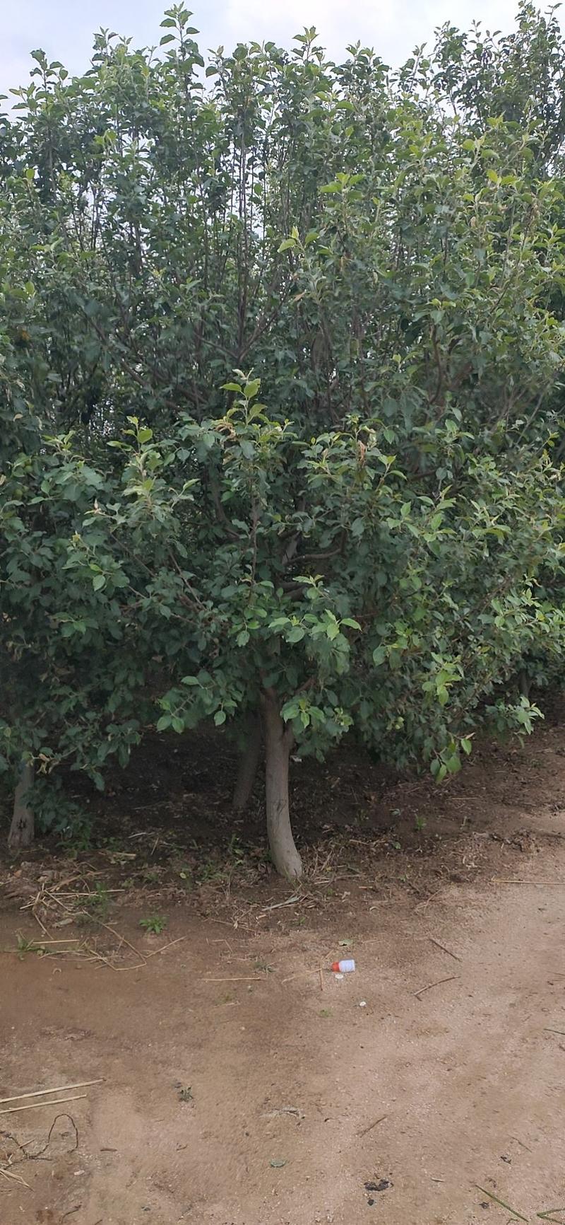 桃树苹果树梨树苗2-4公分梨树