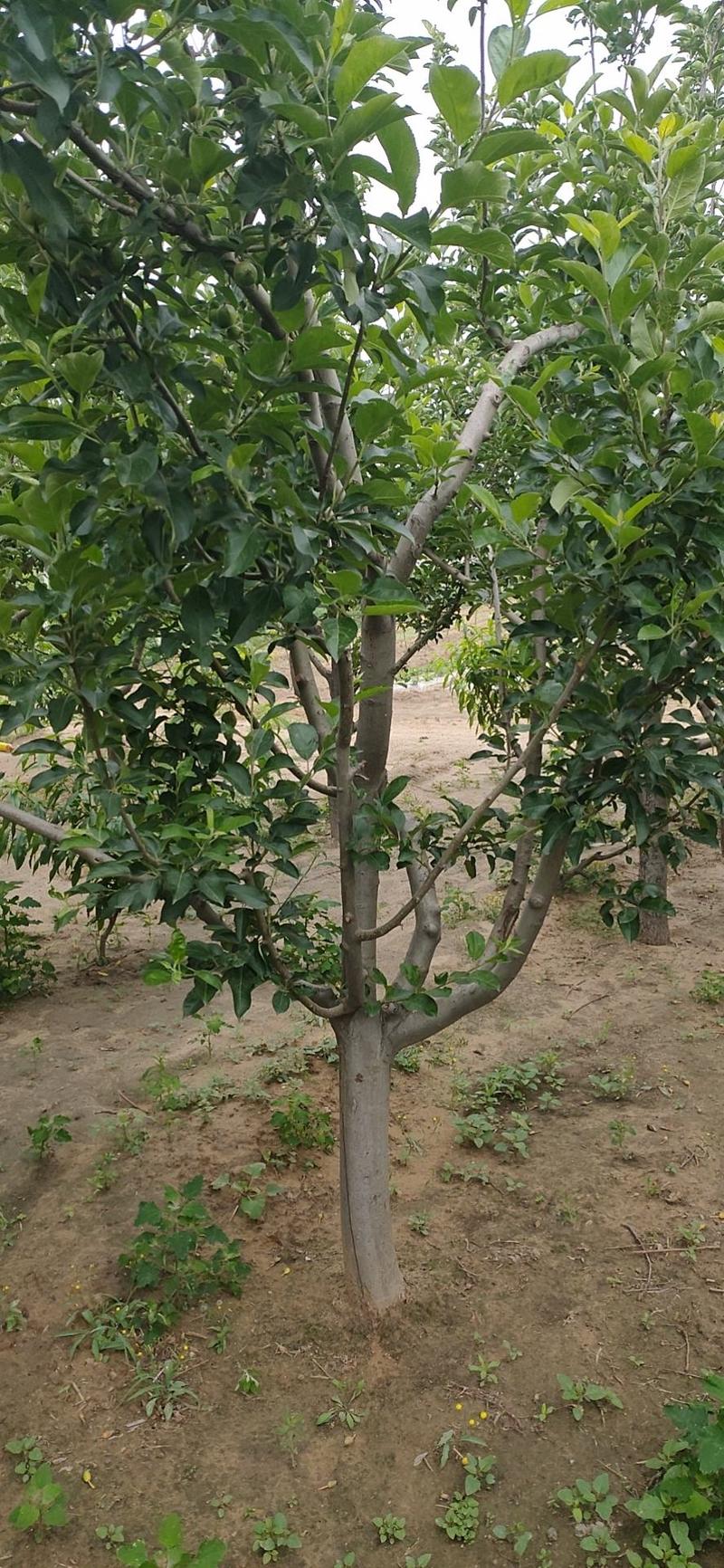 桃树苹果树梨树苗2-4公分梨树