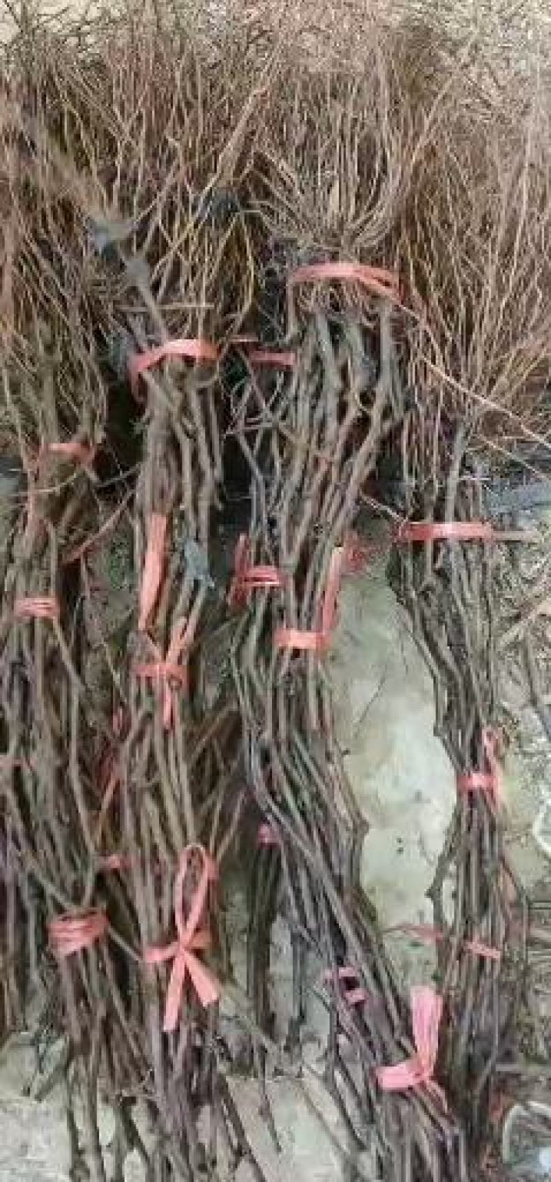 夏黑葡萄苗夏黑砧木嫁接阳光玫瑰葡萄苗专用