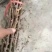 夏黑葡萄苗夏黑砧木嫁接阳光玫瑰葡萄苗专用