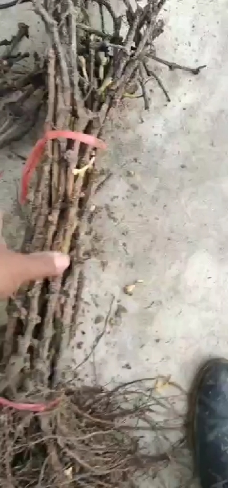 夏黑葡萄苗夏黑砧木嫁接阳光玫瑰葡萄苗专用