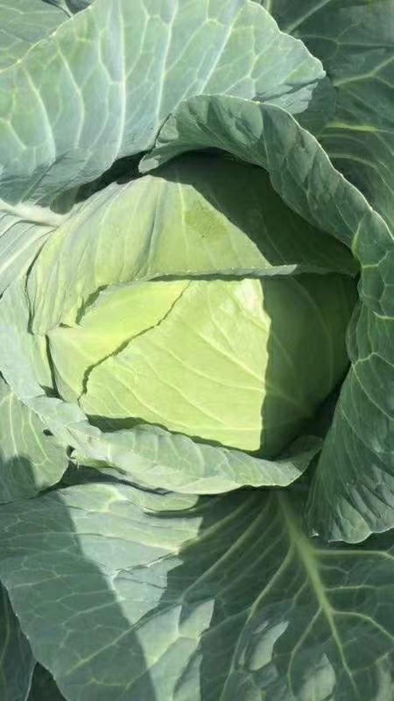 湖北潘家湾扁包菜2~3公斤、货源充足、价格合理、