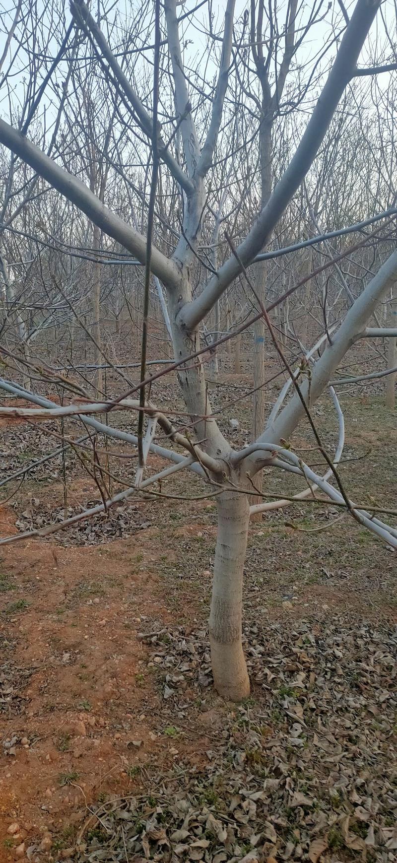 核桃苗50~100cm核桃树1~10年