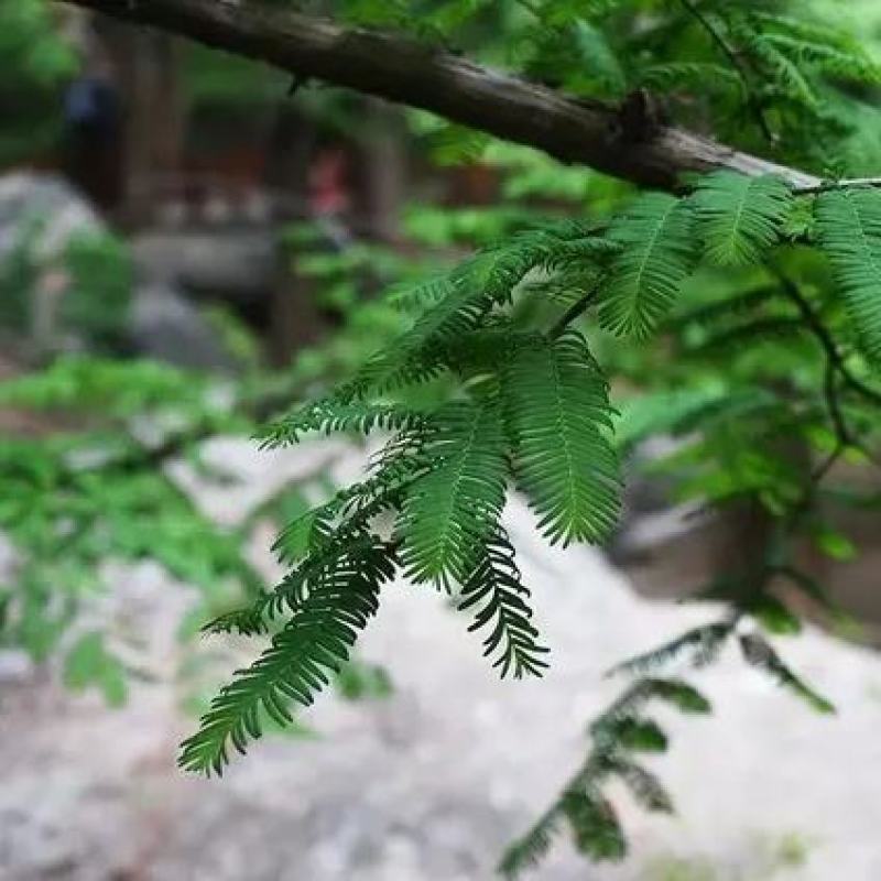 水杉种子梳子杉绿化观赏