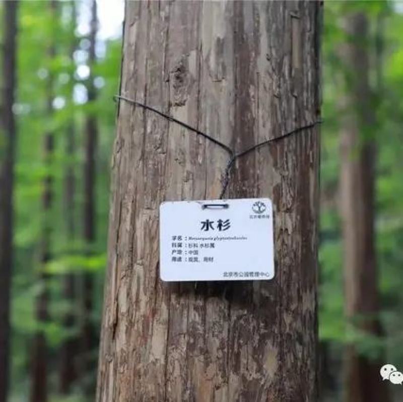水杉种子梳子杉绿化观赏