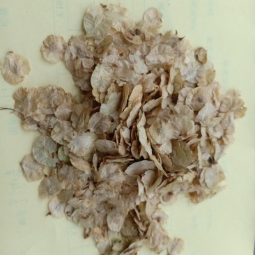 榆树种子榆树树千长年供应产地直销