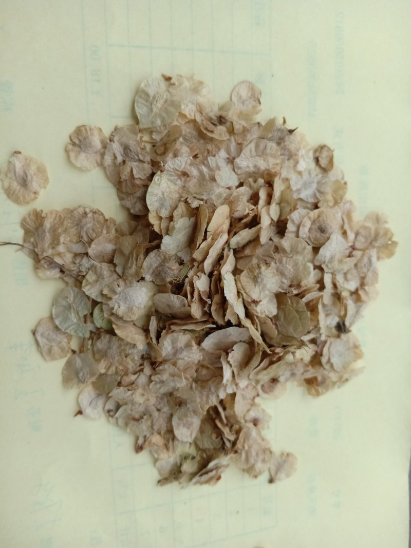 榆树种子榆树树千长年供应产地直销