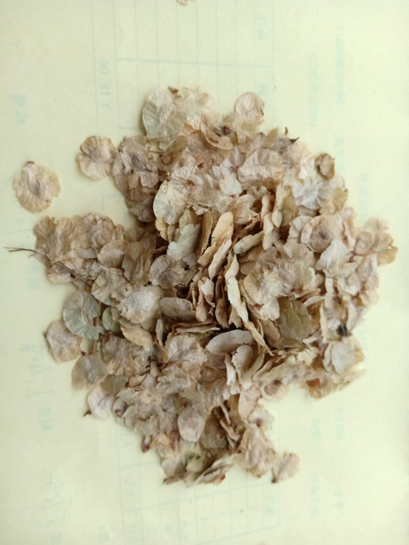 榆树种子榆树树千长年供应产地直销