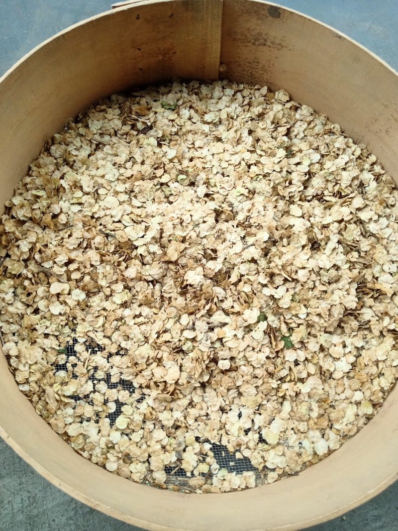 榆树种子榆树树千长年供应产地直销