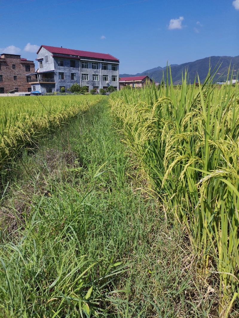 《华夏香丝》高端优质香稻