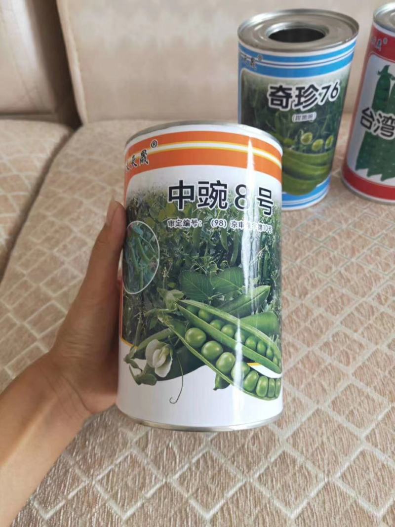 高端长寿仁豌豆种子专门吃豌豆荚口感好