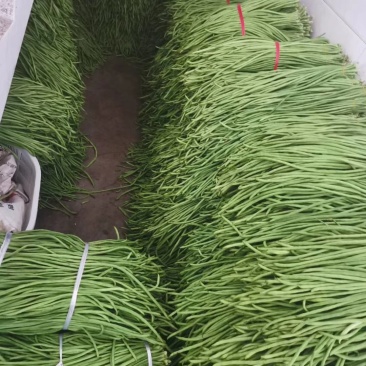 豇豆草绿，高山蔬菜，物美价廉欢迎商超对接